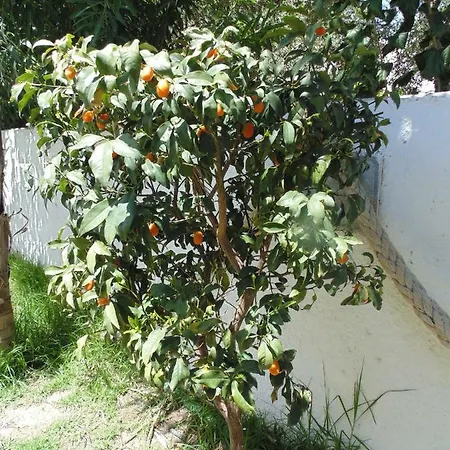 Lägenhetshotell Paradise Bar Plános